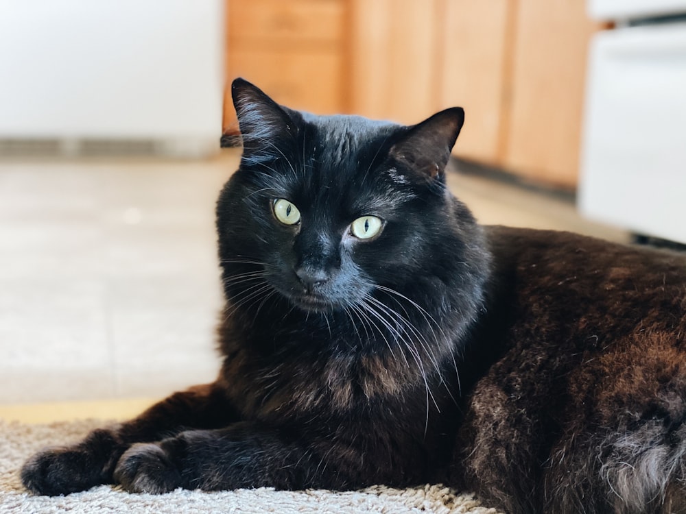 茶色の布地に横たわる黒猫