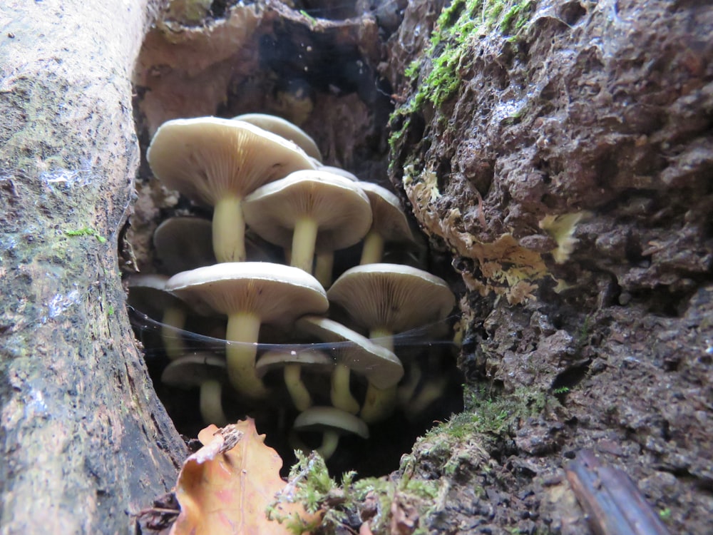 white and brown mushrooms on brown tree trunk