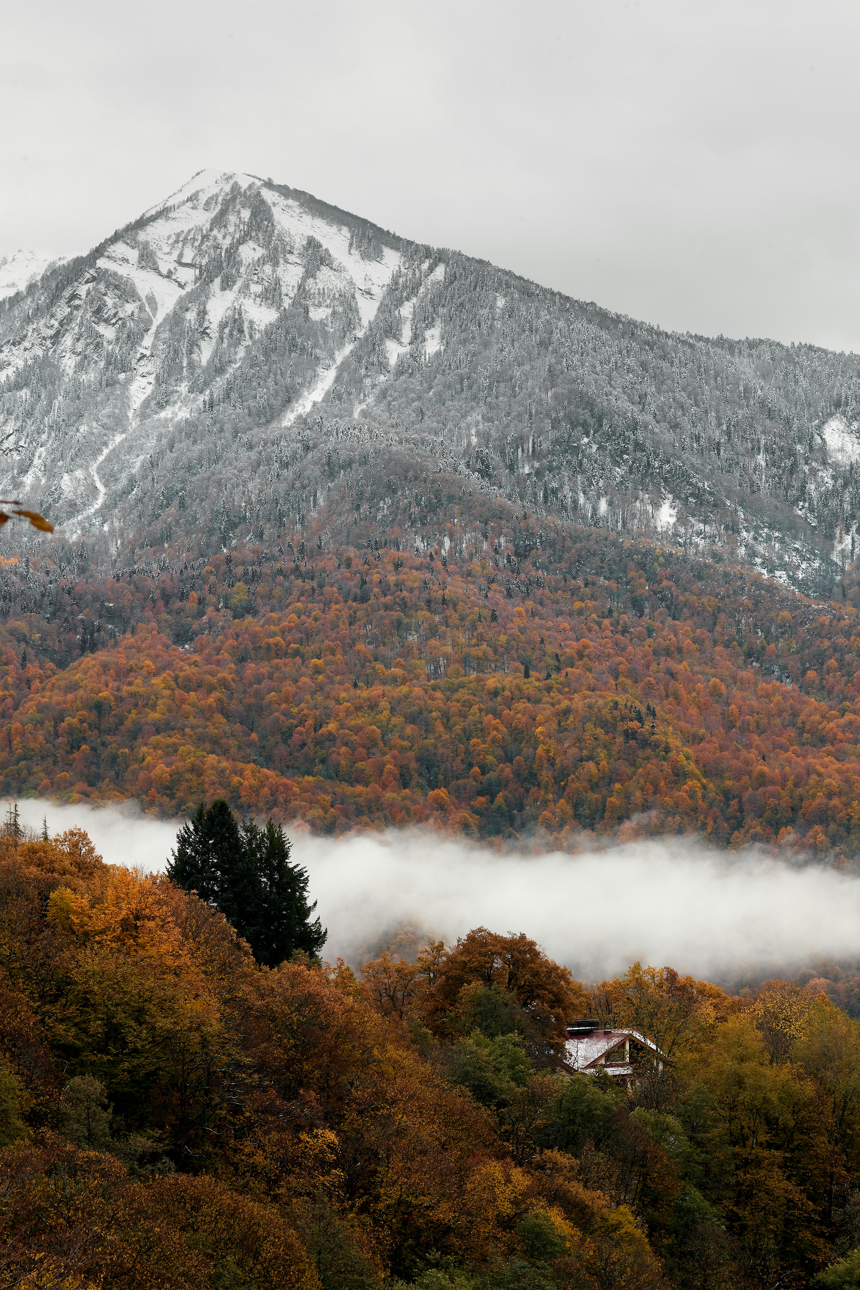 arbres verts et bruns près de la montagne pendant la journée