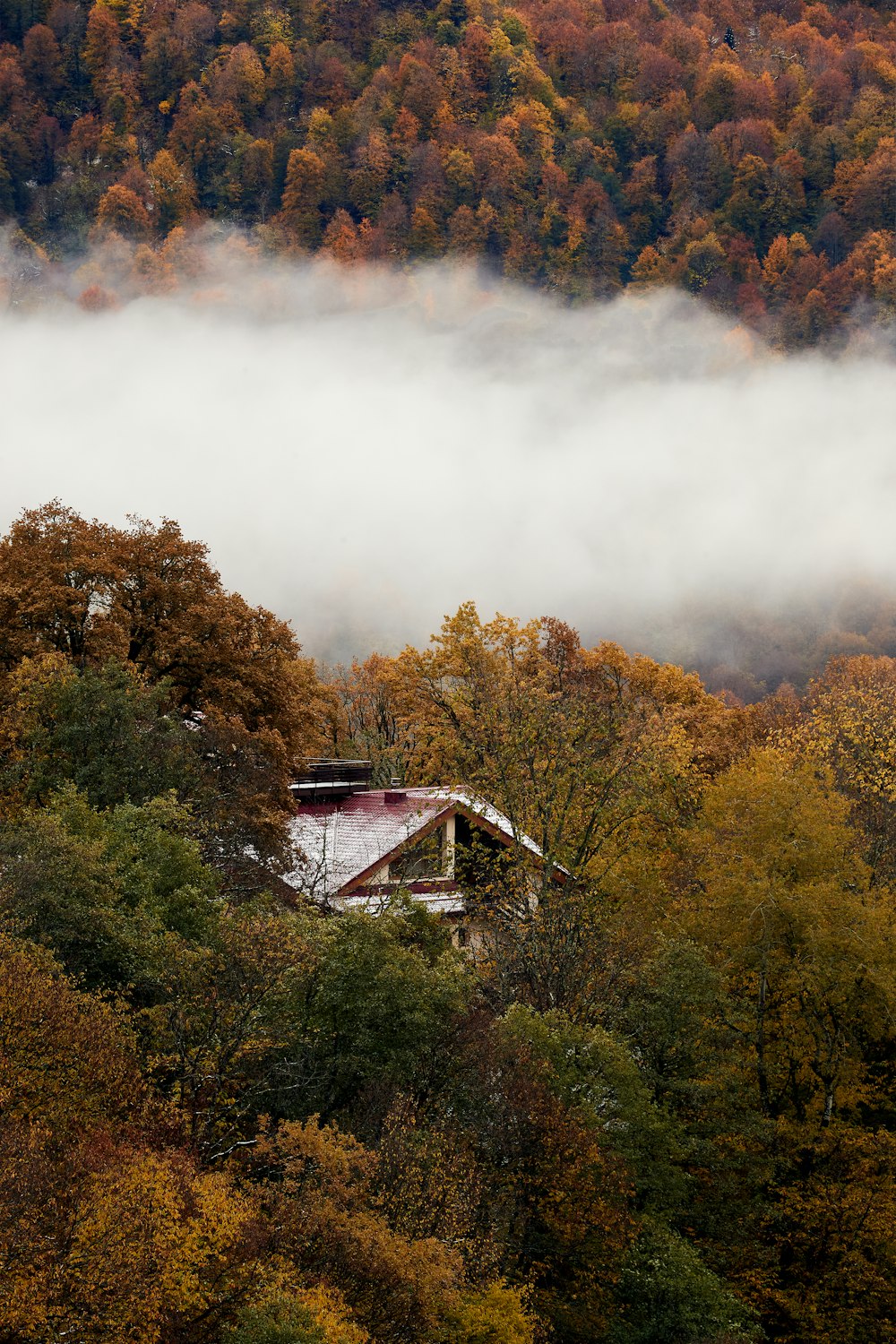 white and brown house on forest during daytime