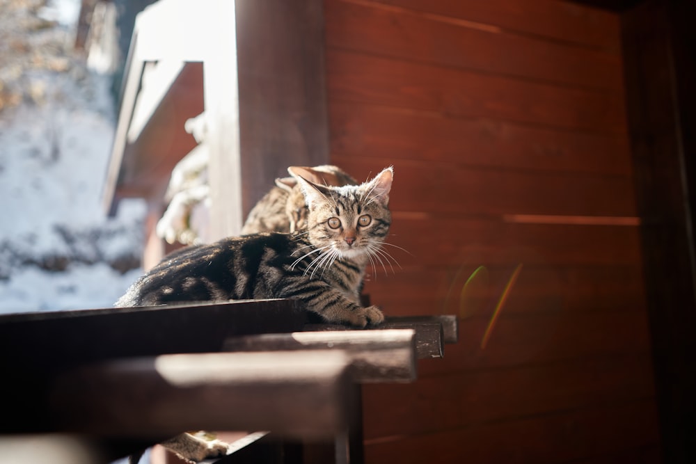 brown tabby cat lying on brown wooden table
