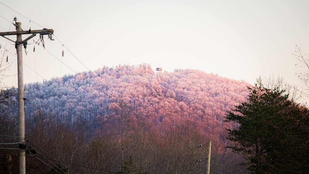 pink and white trees under white sky during daytime