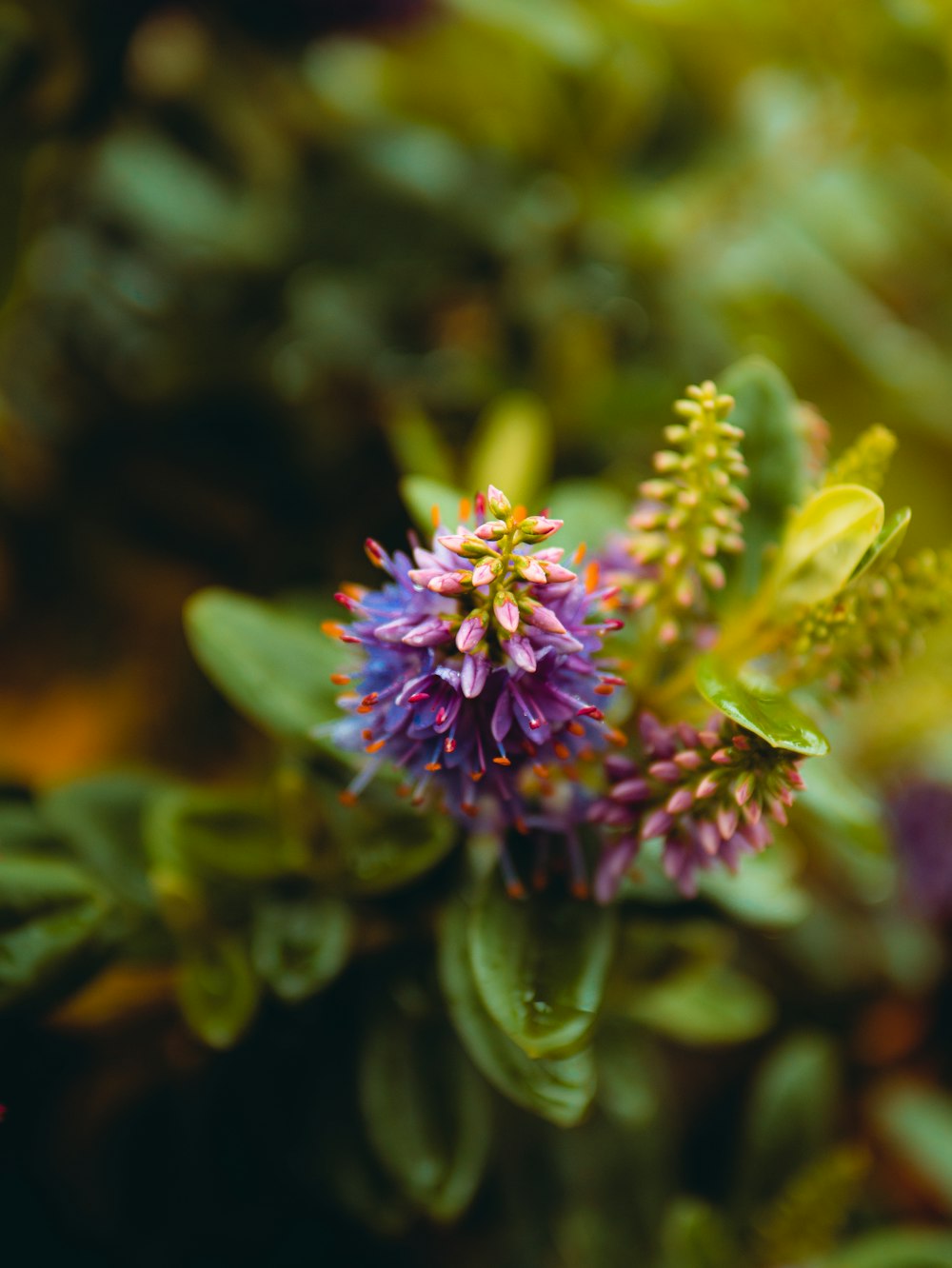 purple flower in green stem