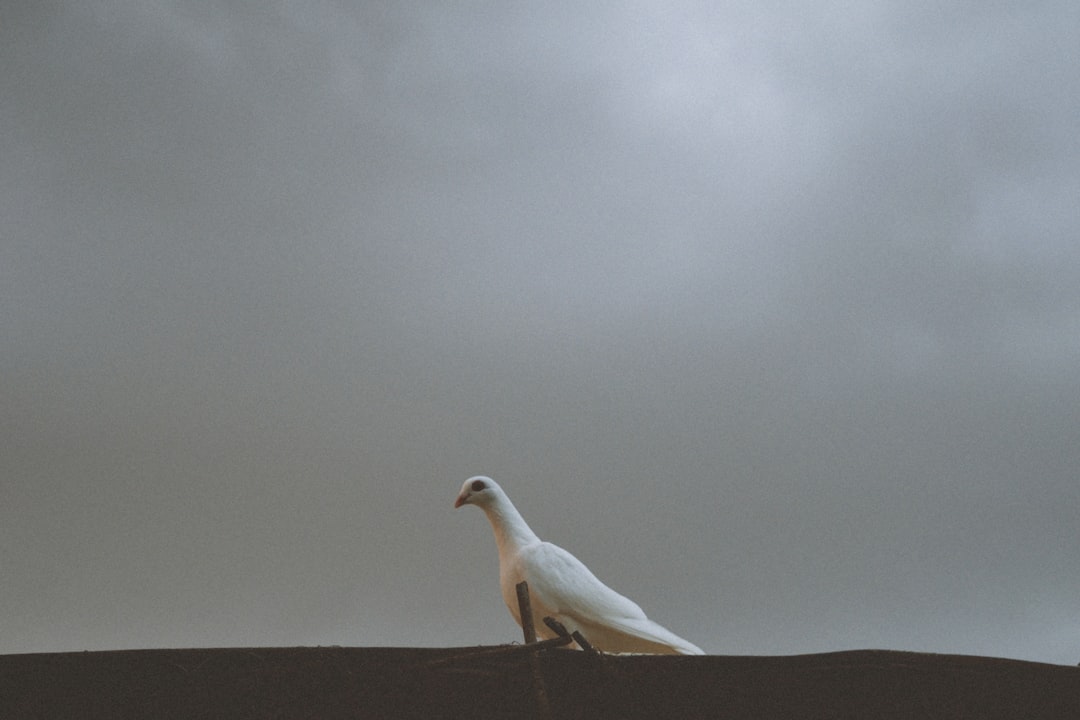 white bird on black concrete surface under white clouds during daytime