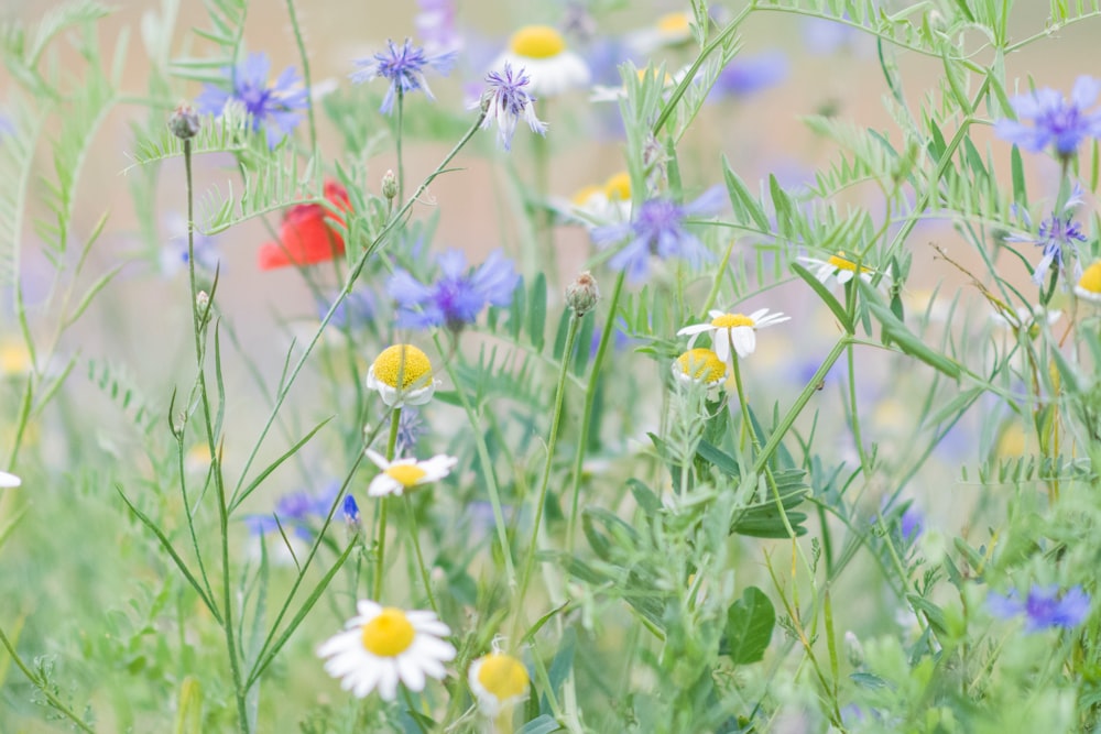 red and yellow flowers during daytime