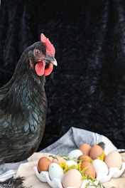 black and red rooster on gray rock