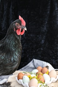 black and red rooster on gray rock