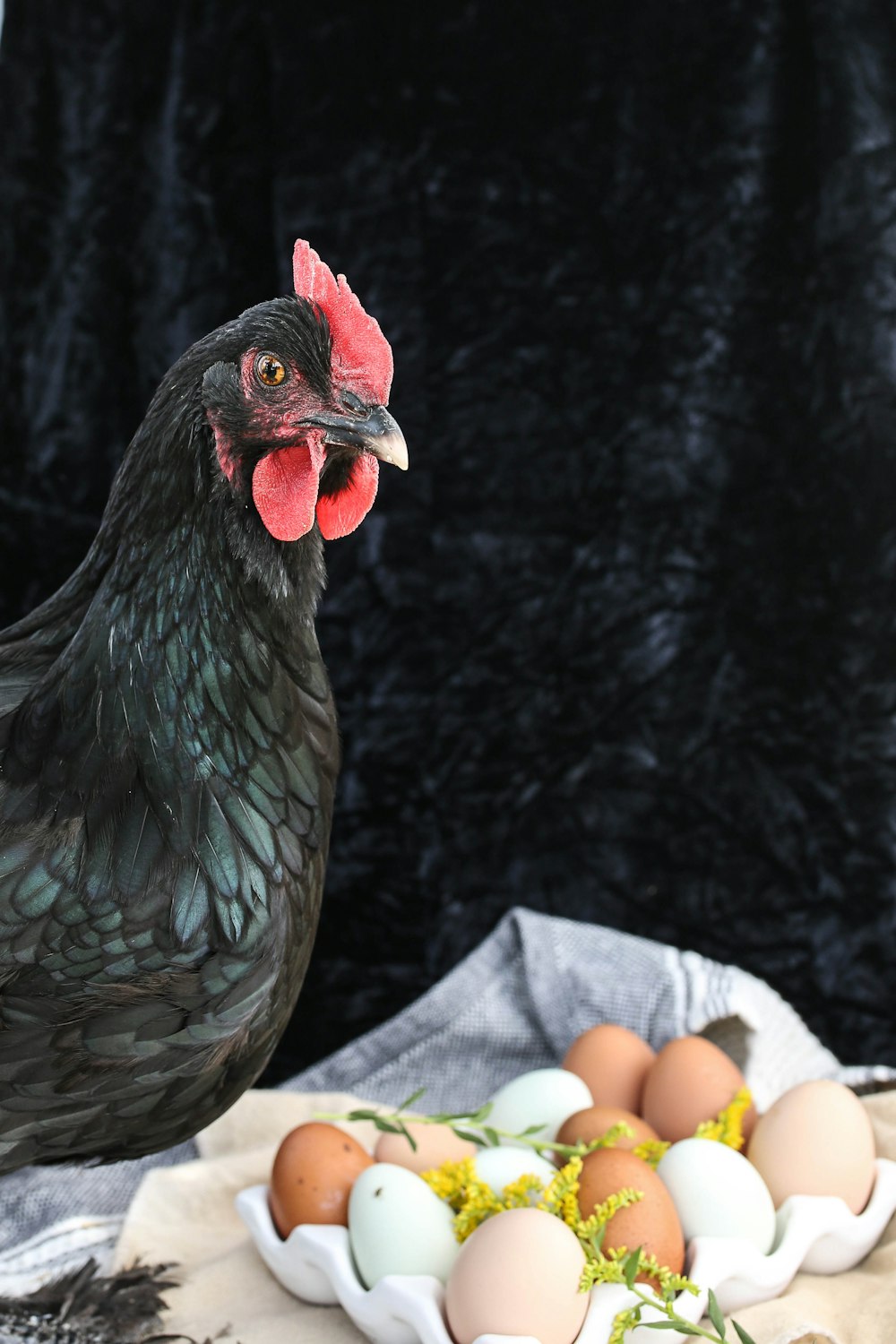 black and red rooster on gray rock