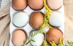 white & brown egg -topic-how much protein per day for lean