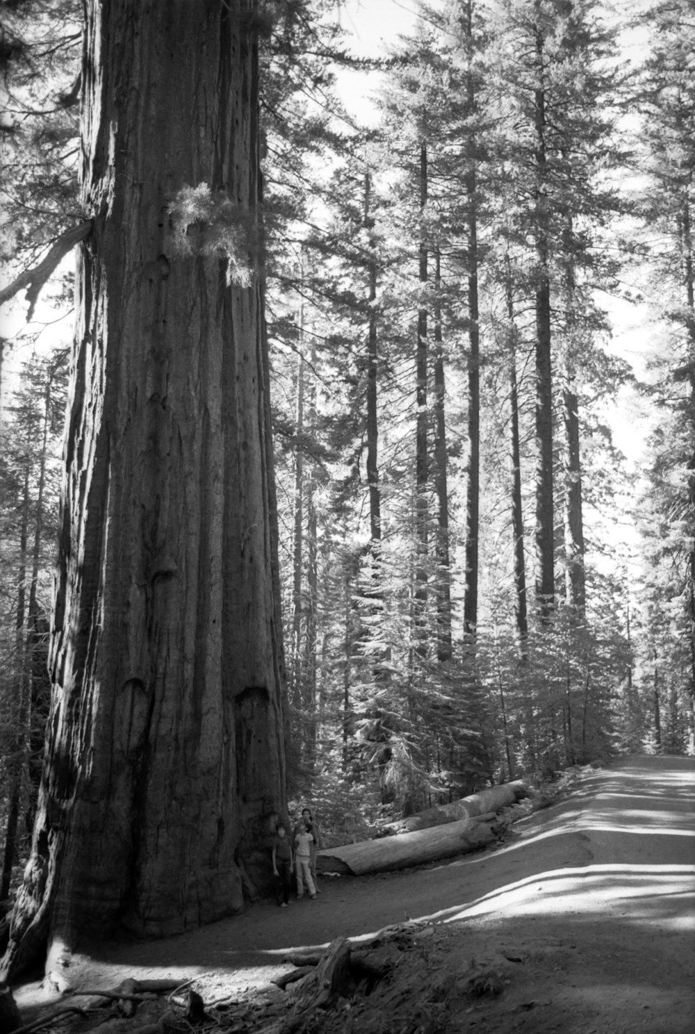 grayscale photo of trees and road