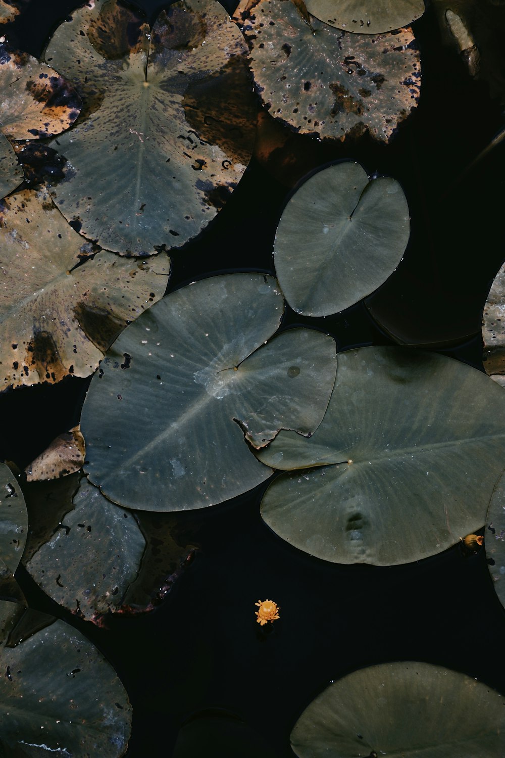 water droplets on green leaves