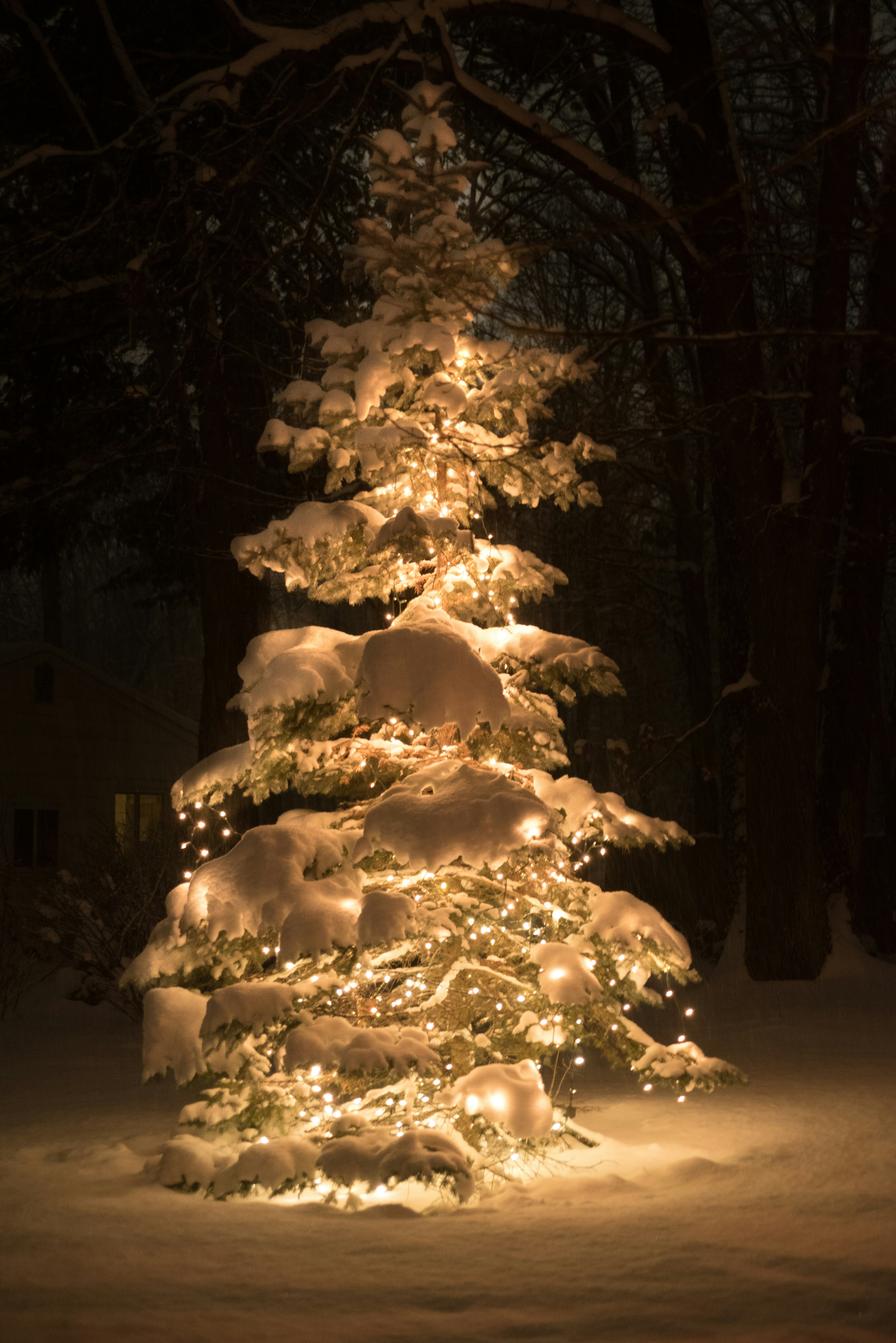 Fresh Christmas Pine