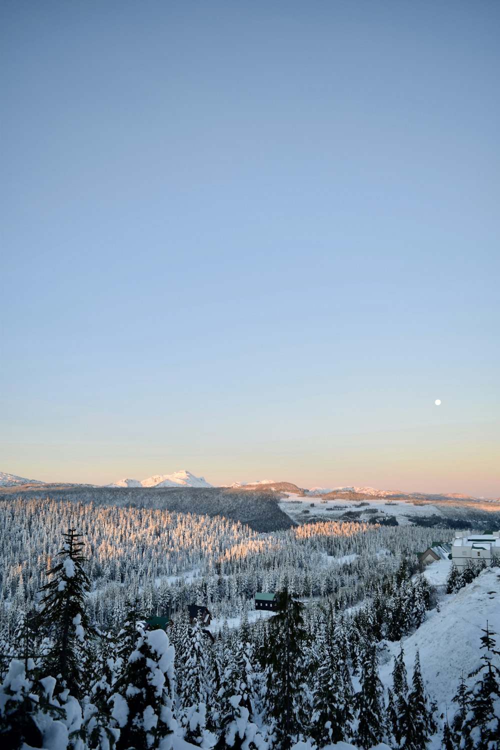 snow covered trees and mountains during daytime