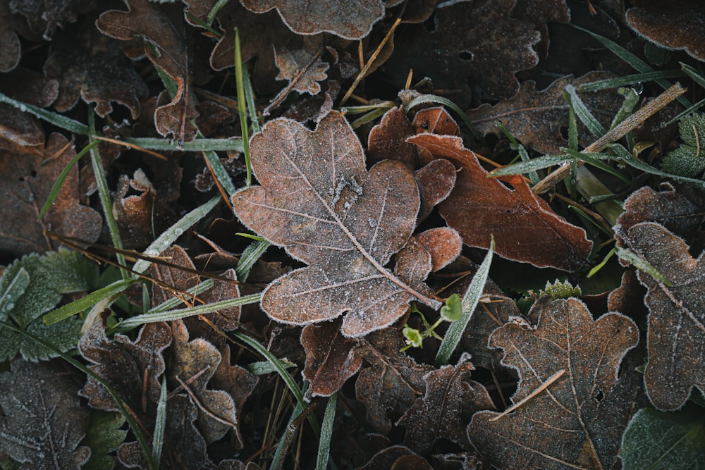 땅에 갈색 마른 잎