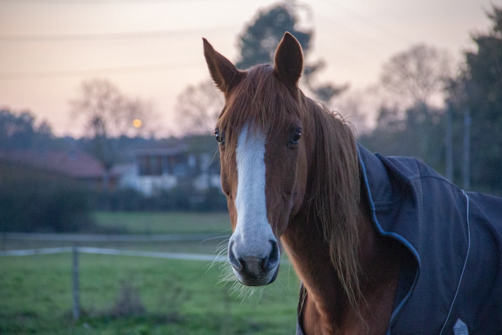 cavallo marrone e bianco in giacca blu