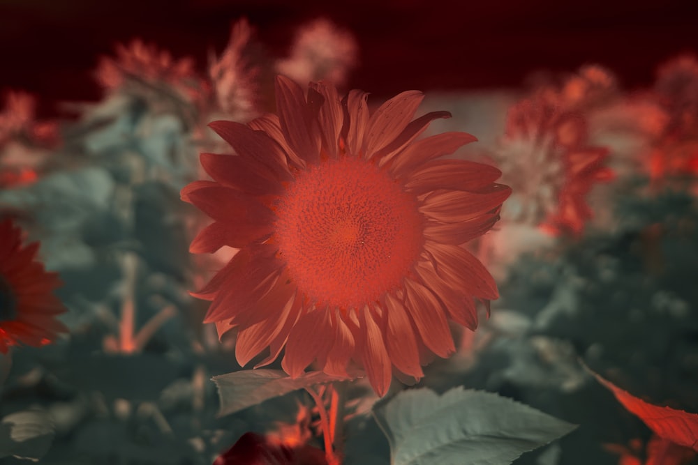 red flower in tilt shift lens