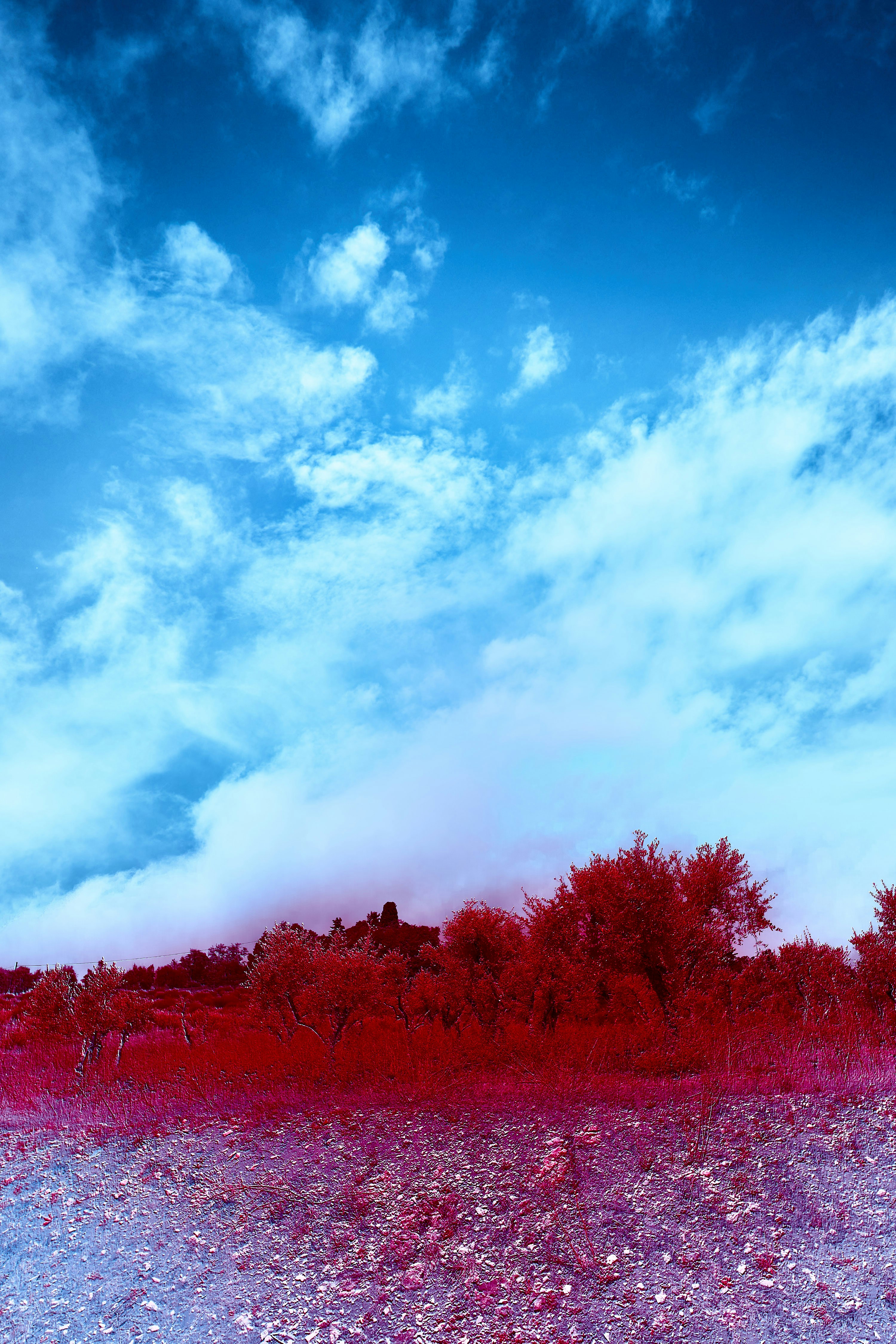 Photo by wolfgang_hasselmann