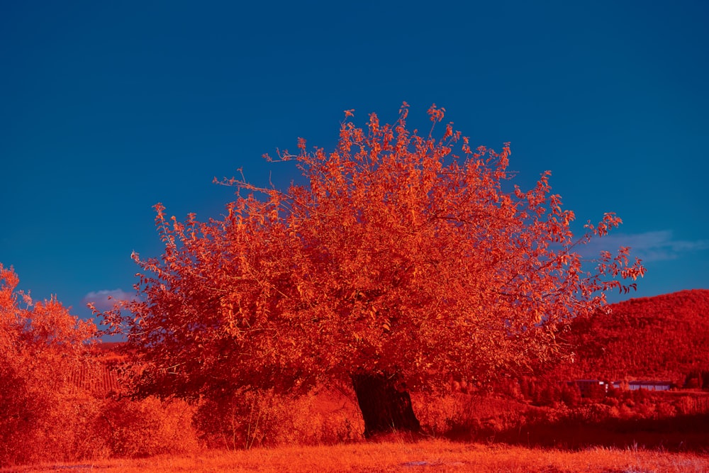 red leaf tree on brown grass field during daytime