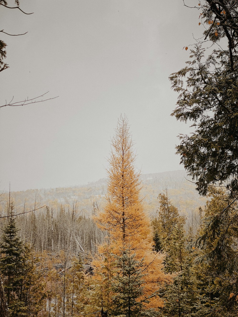 a group of trees in the middle of a forest