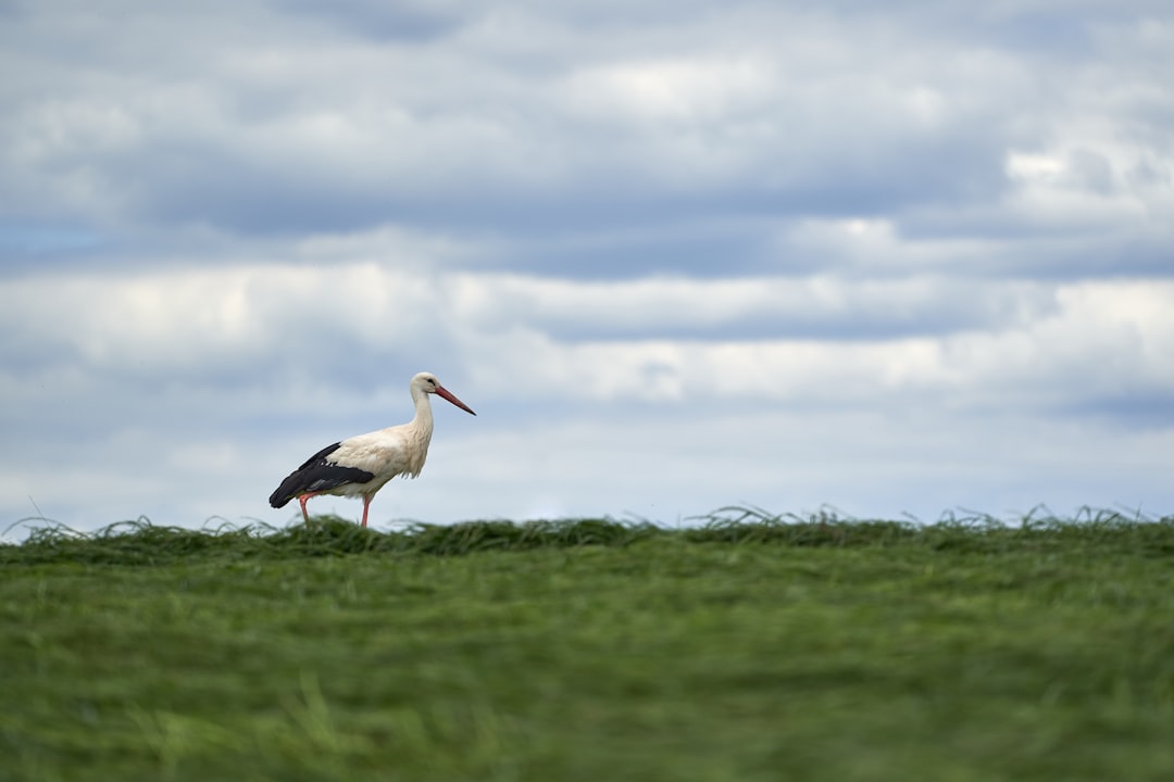 white stork on green grass field under white clouds during daytime