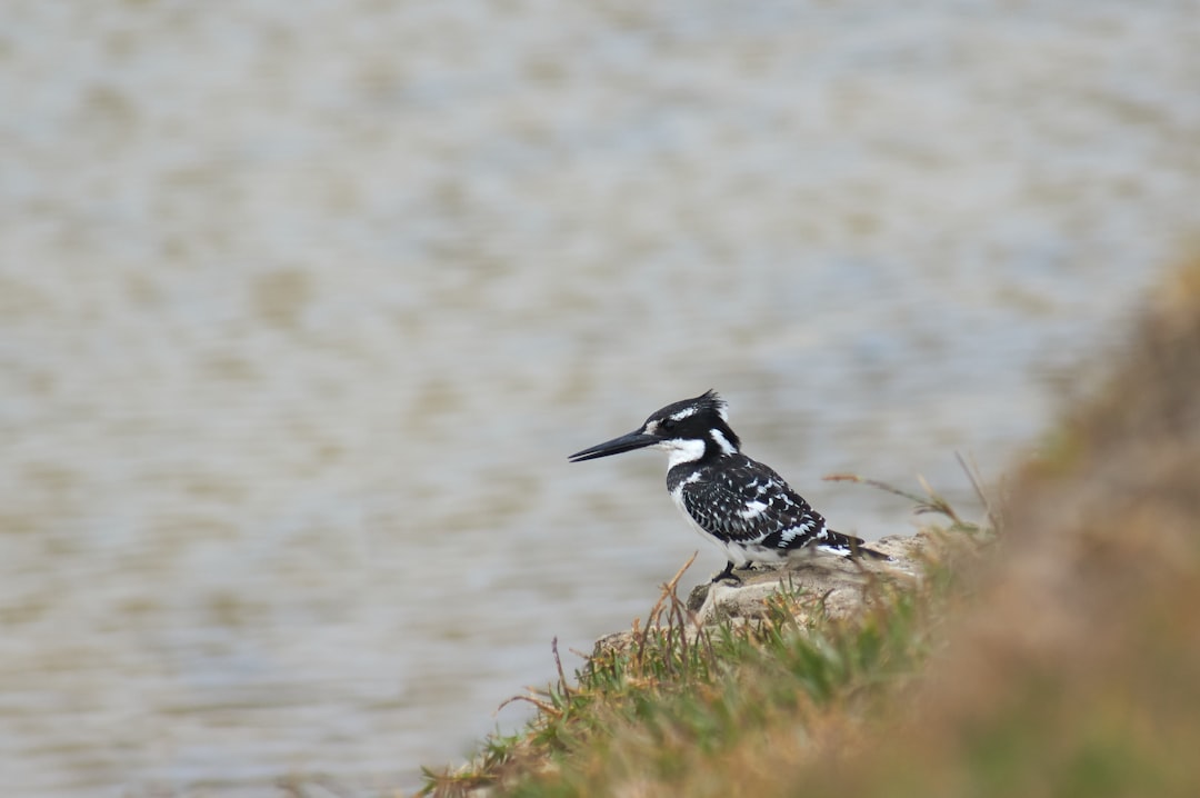 black and white bird on brown grass during daytime