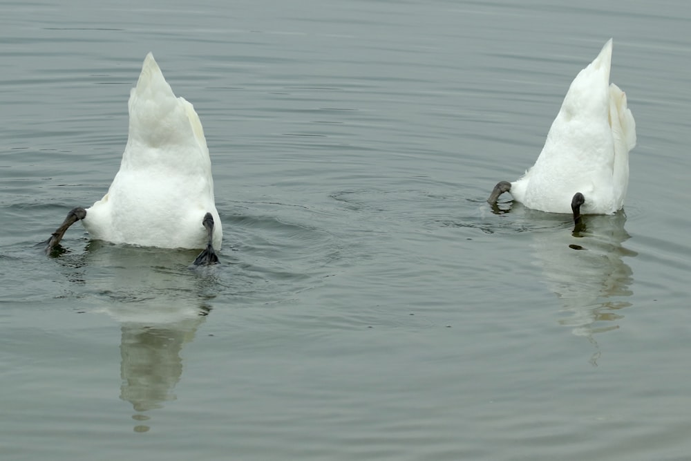 white swan on water during daytime