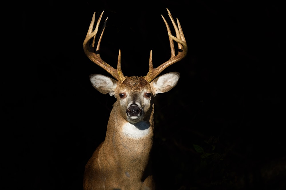 brown deer with black background