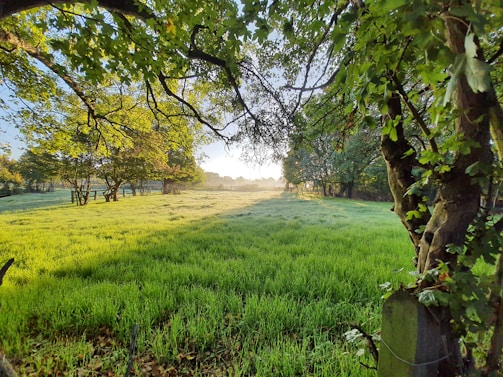 A peaceful outdoor prayer circle bathed in warm sunlight and surrounded by nature.
