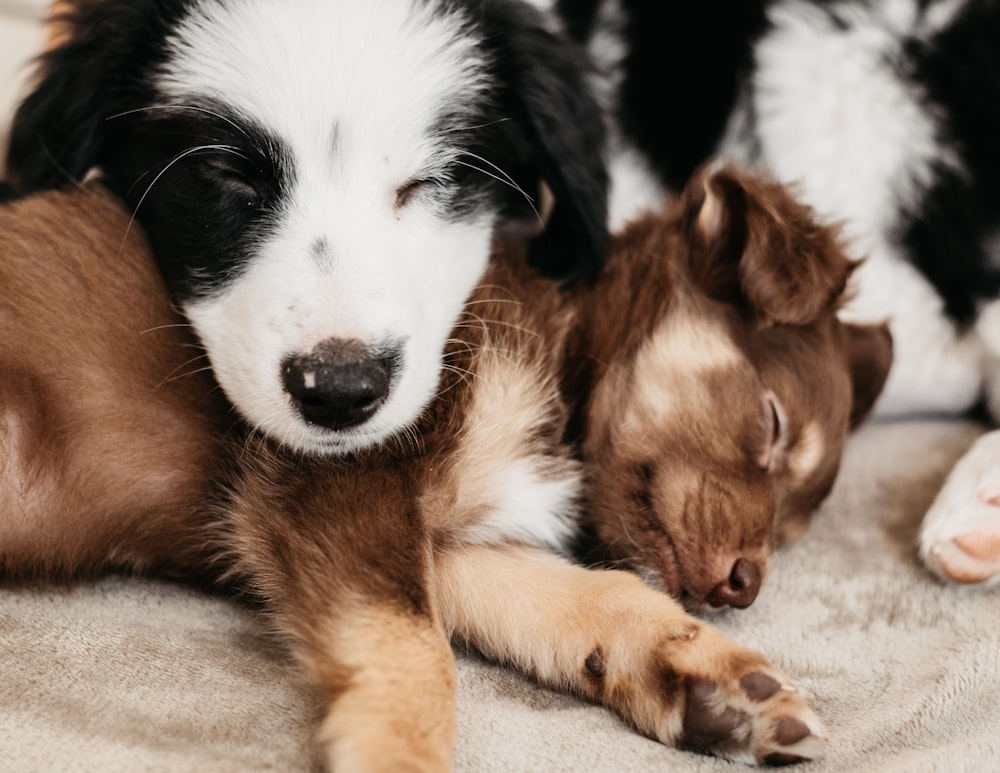 brown and white long coated dog lying on white textile