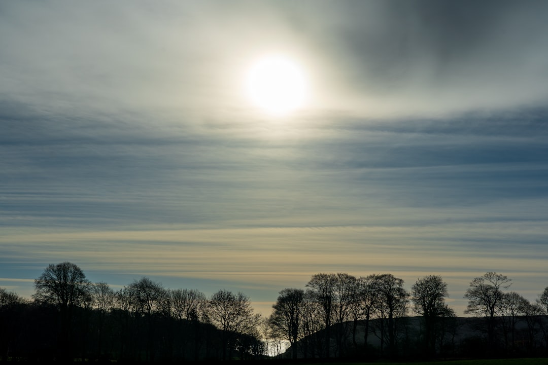 silhouette of trees during sunset