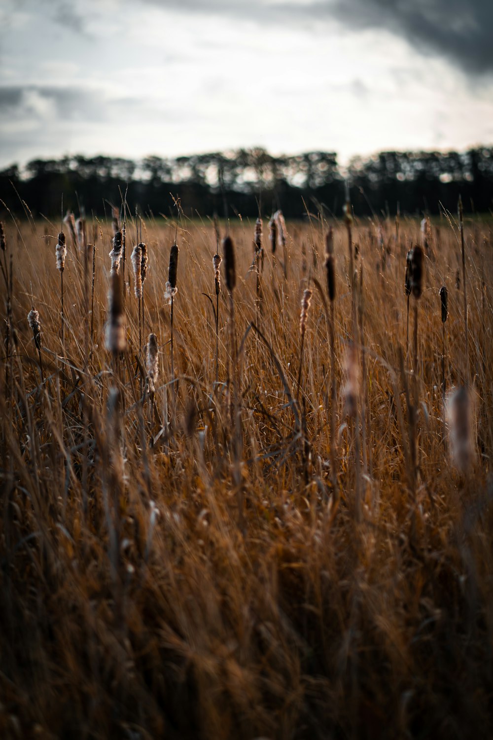 brown grass field during daytime