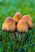 Close-up of fresh button mushrooms with dewdrops on their caps.
