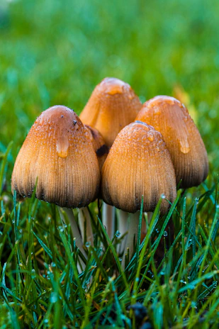 Close-up of fresh, dew-kissed mushrooms harvested from a local farm.