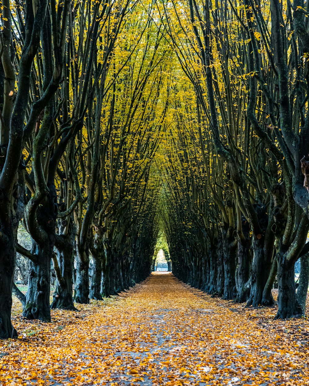 brown pathway between trees during daytime