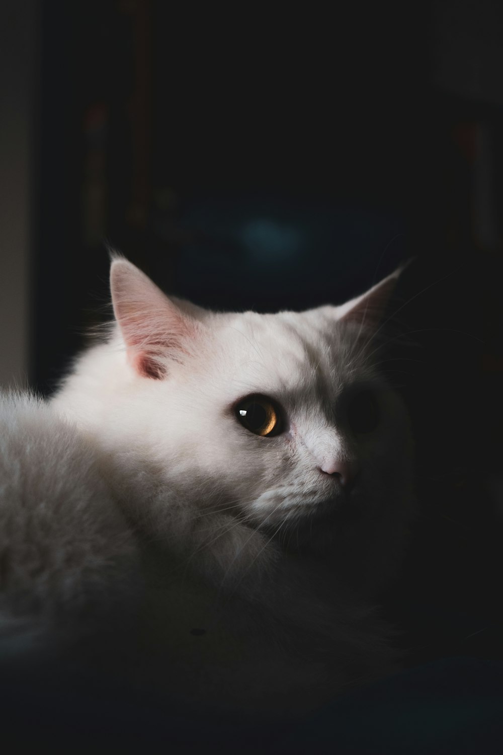 white cat on black background