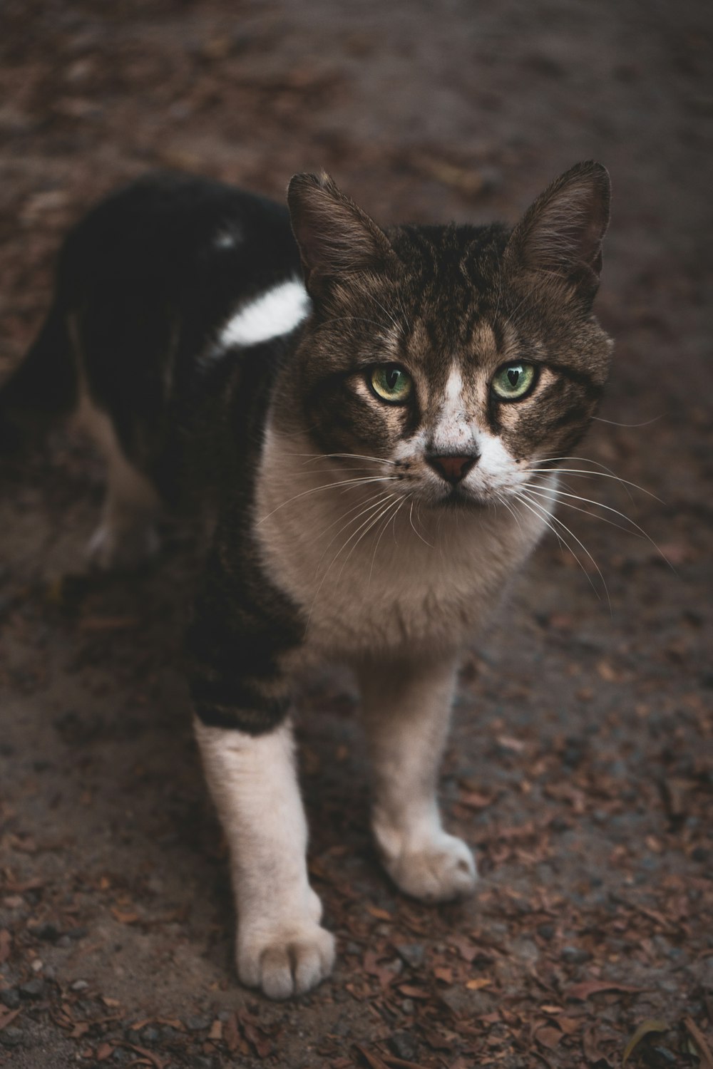 brown and white cat walking on brown soil