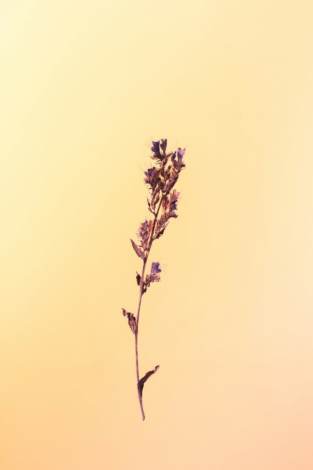 black and white flower under white sky during daytime