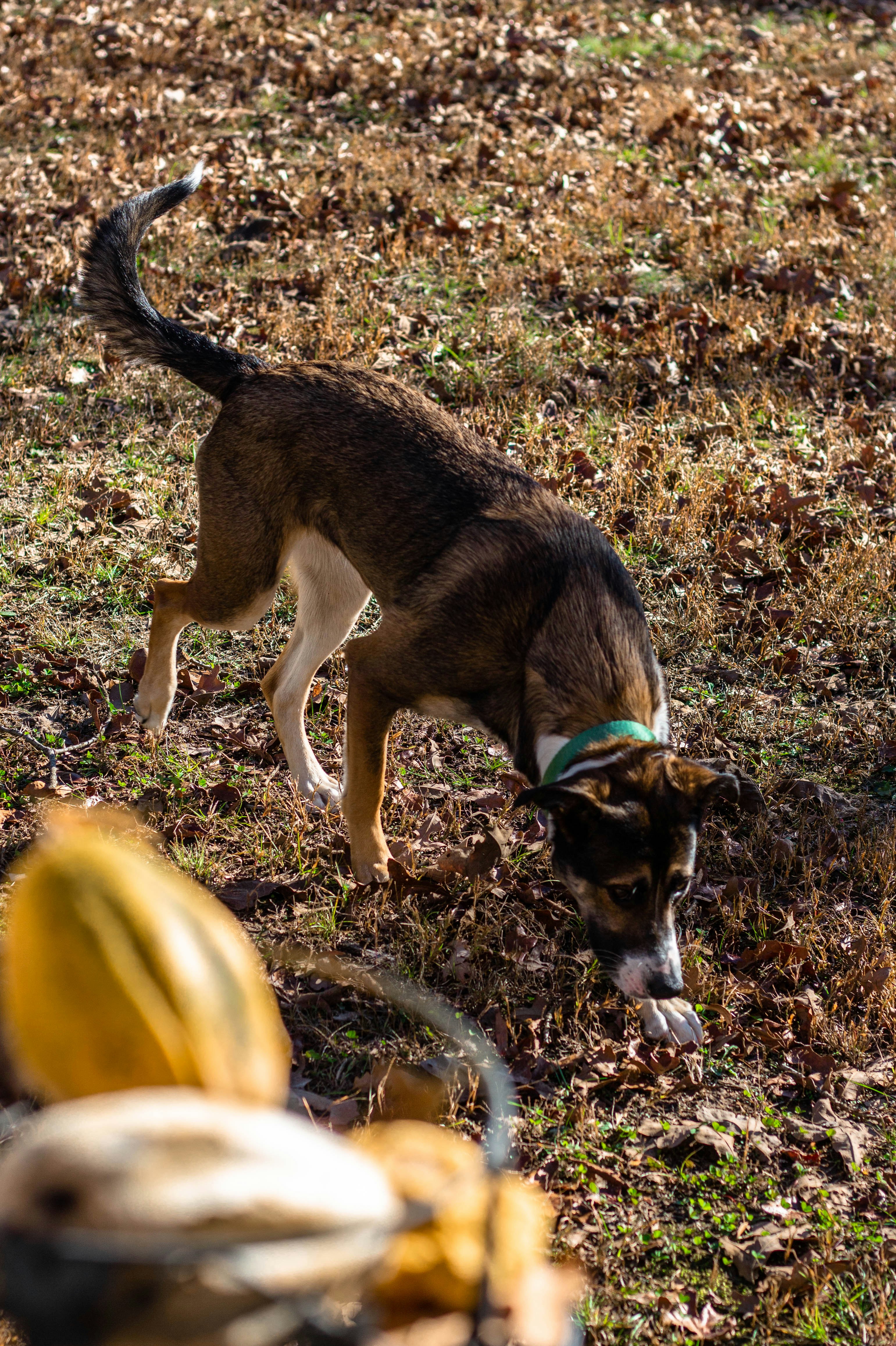 brown and black short coated dog on brown dried leaves