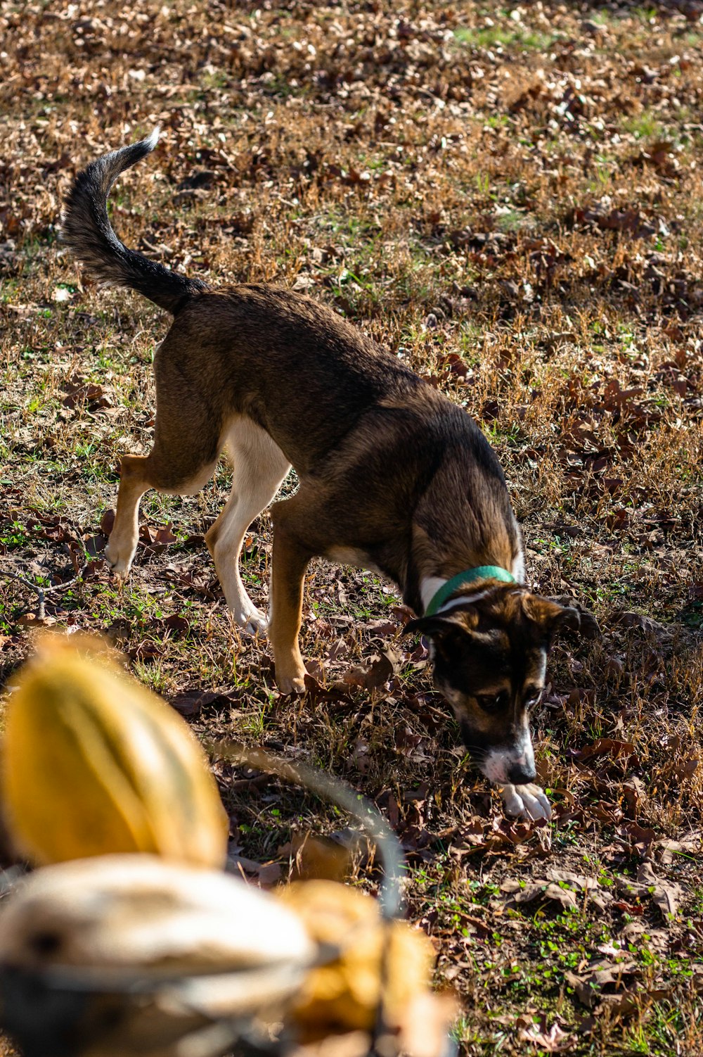 Perro de pelo corto marrón y negro sobre hojas secas marrones