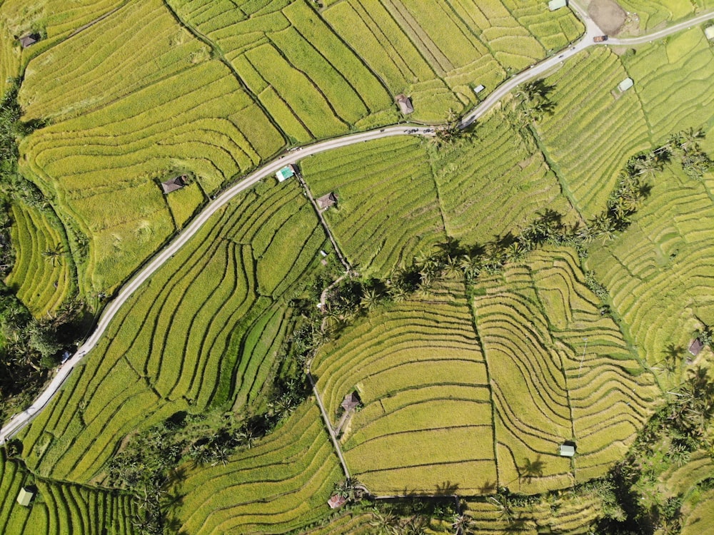 aerial view of green grass field