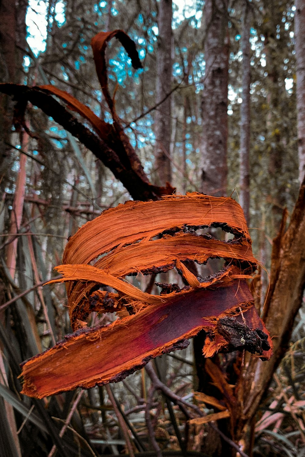 brown tree trunk during daytime