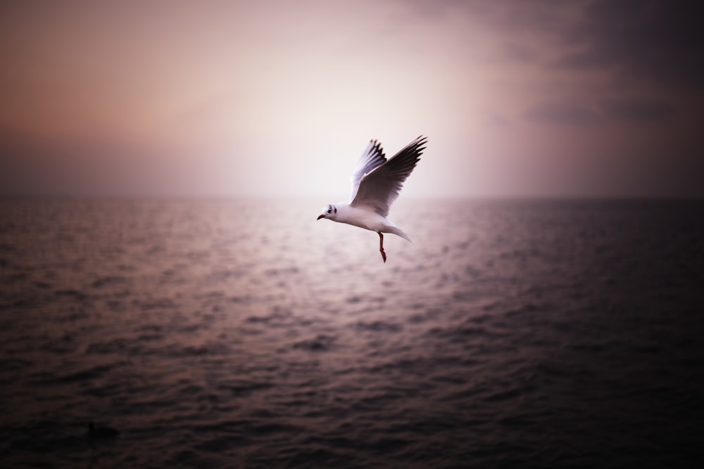 white bird flying over the sea