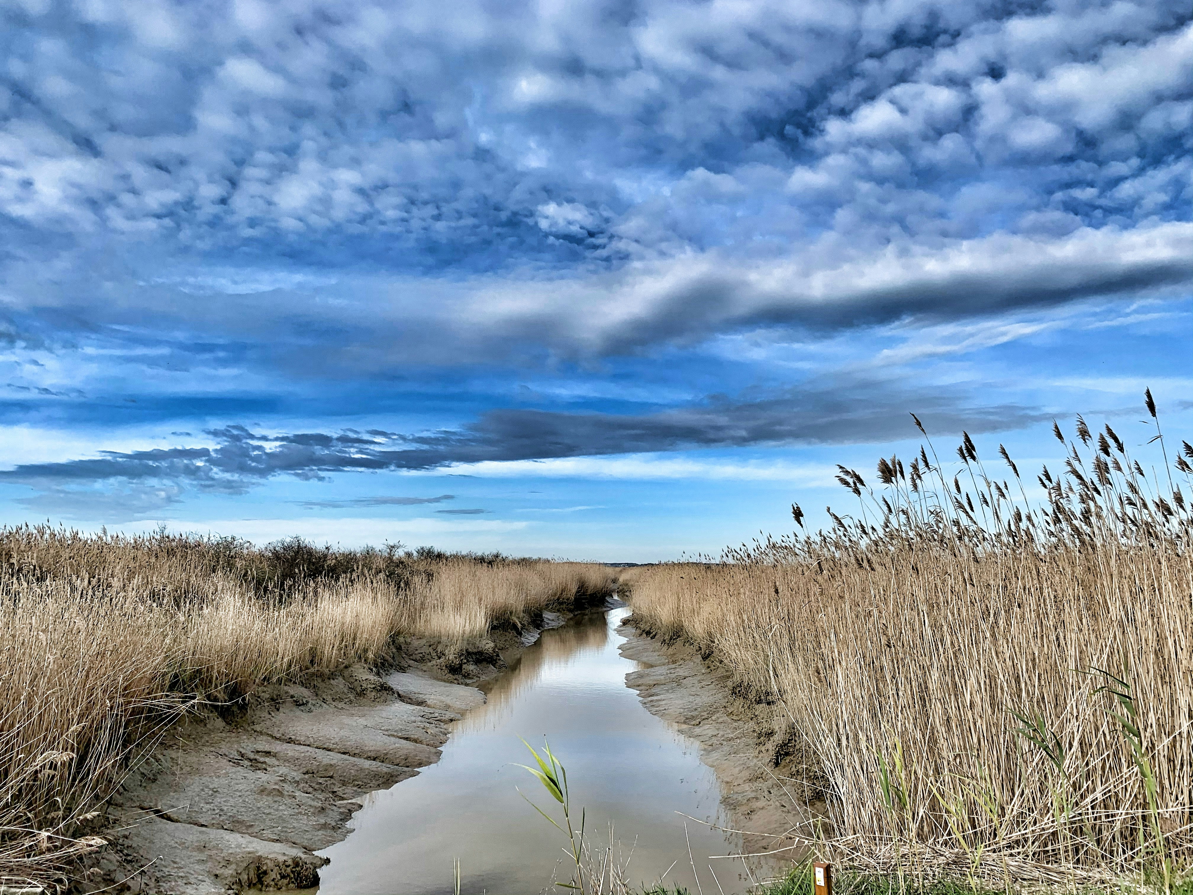 green grass on gray sand near body of water under blue sky and white clouds during