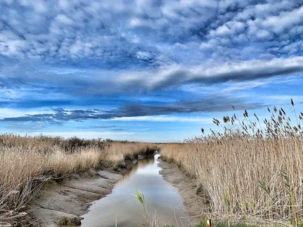 green grass on gray sand near body of water under blue sky and white clouds during