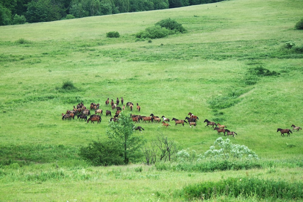 brown and black horses on green grass field during daytime