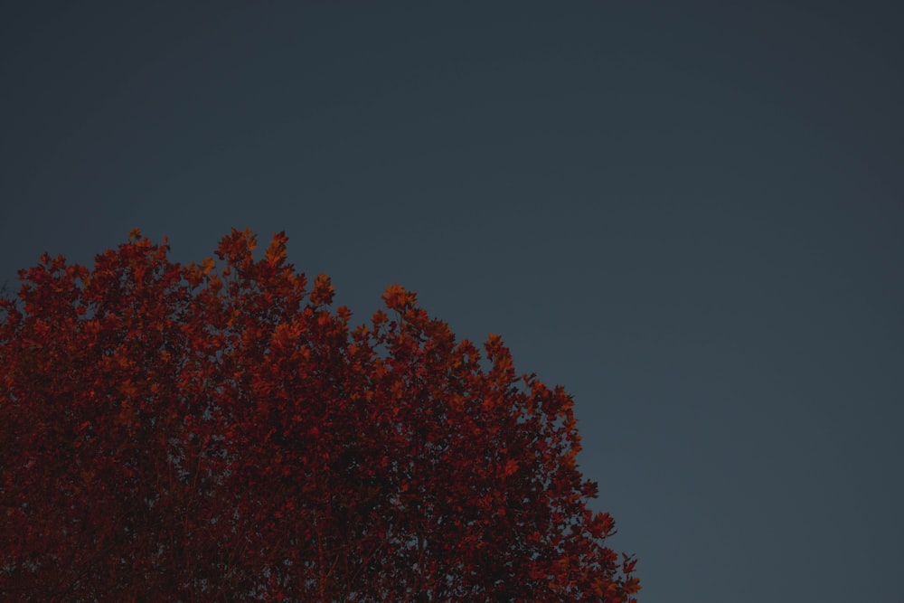 夜の紅葉樹