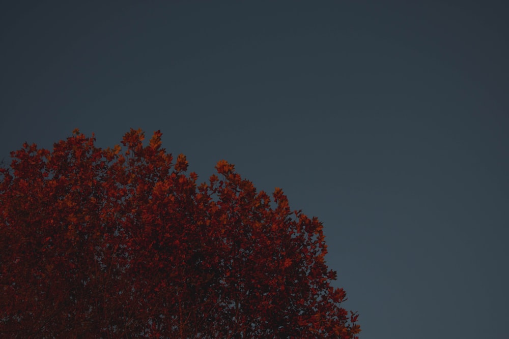 red leaf tree during night time