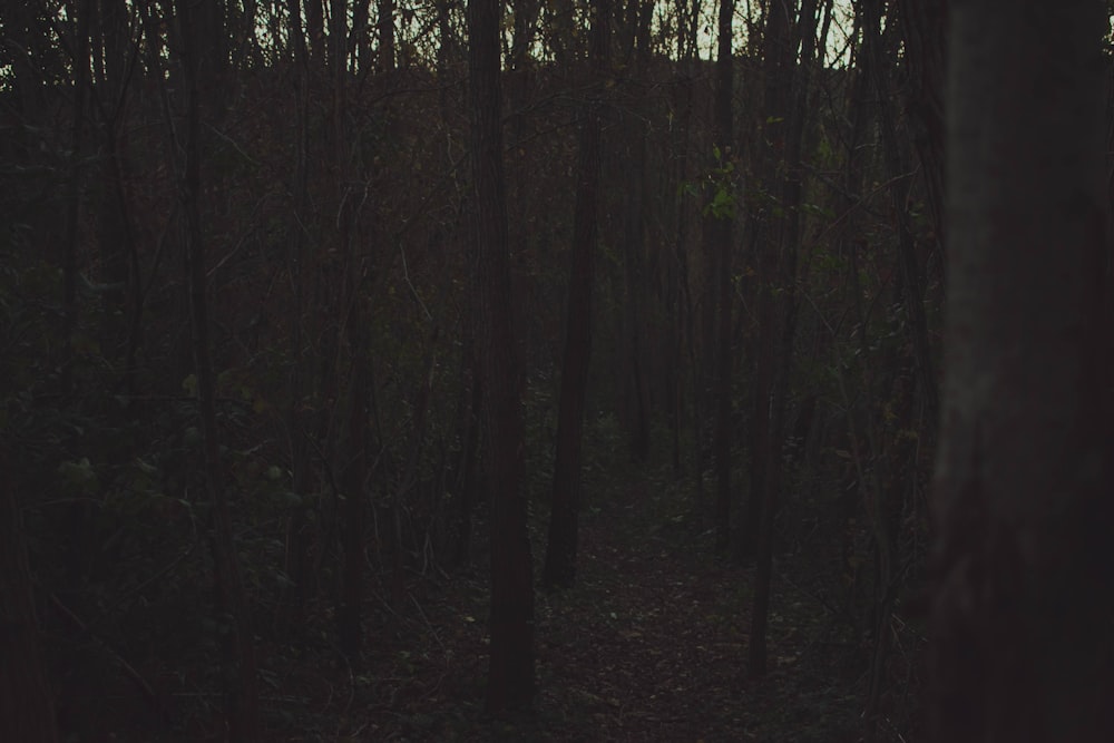 green trees on forest during daytime