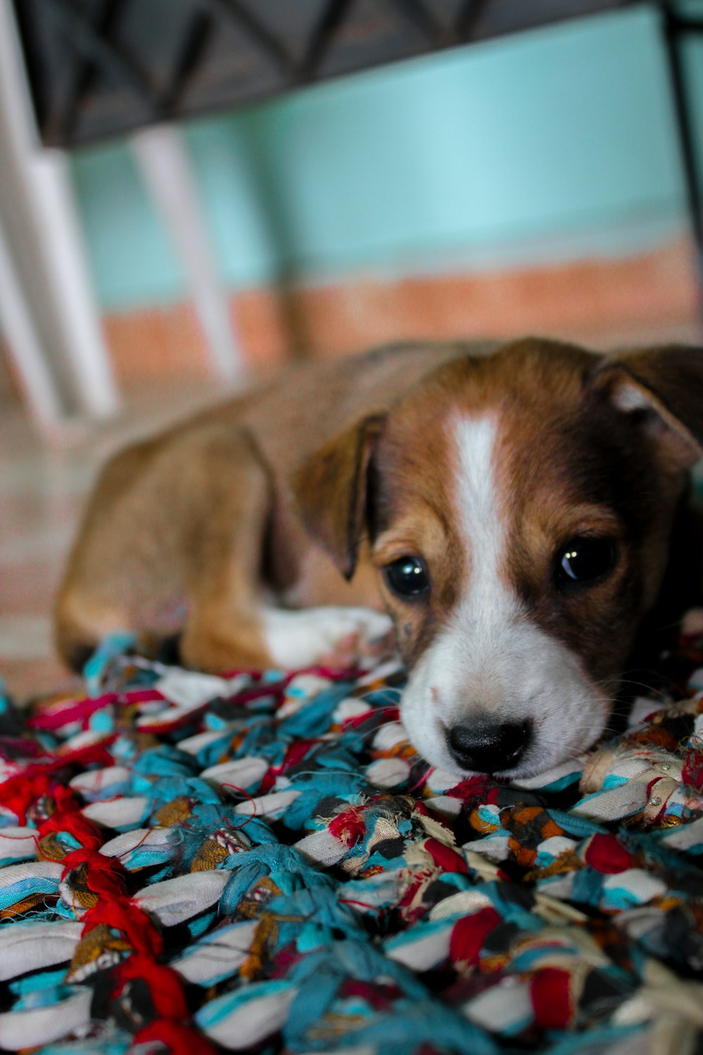 brown and white short coated dog lying on the floor