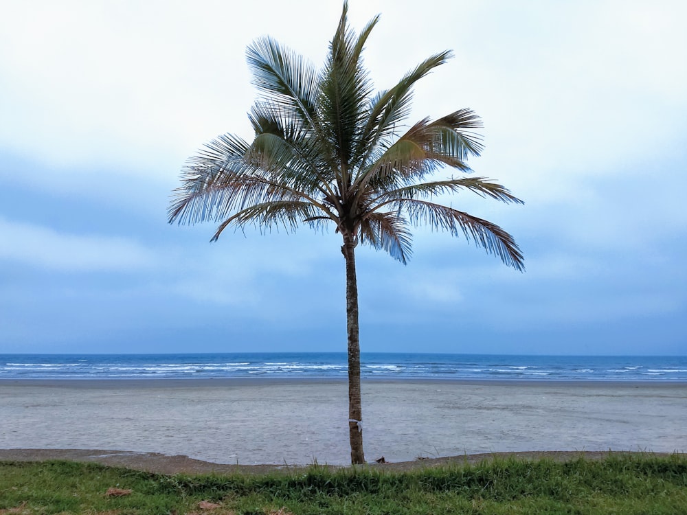 palm tree near body of water during daytime